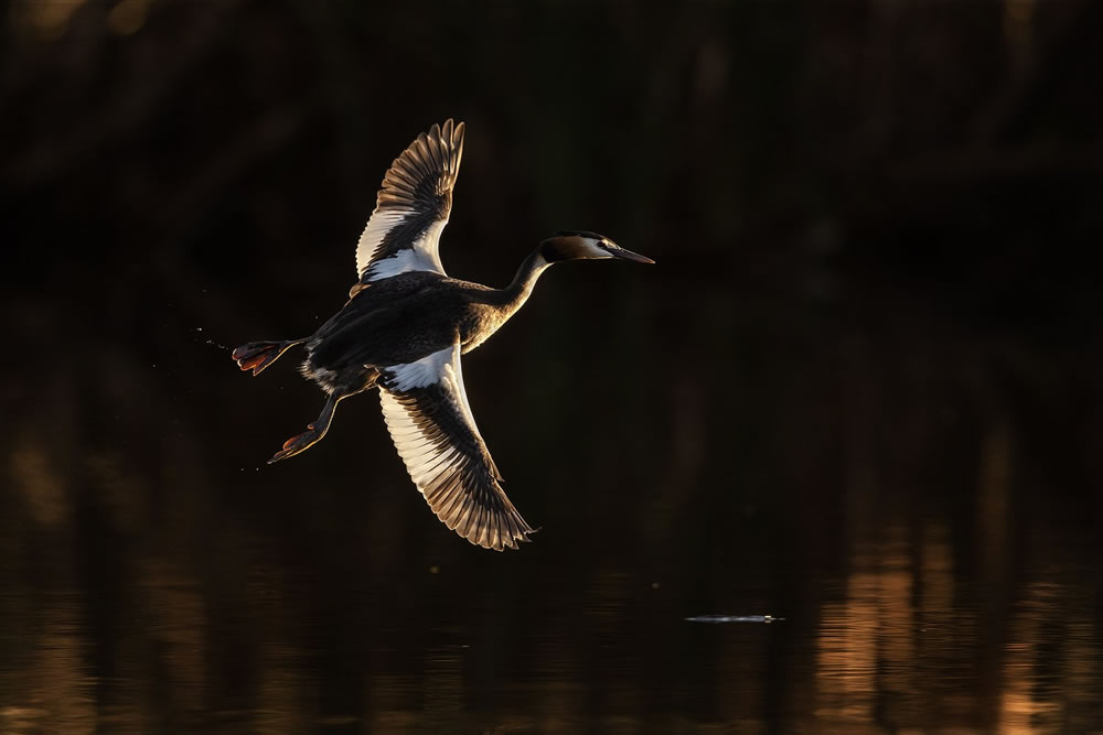 Birdlife Australia Photography Awards 2023 Winners