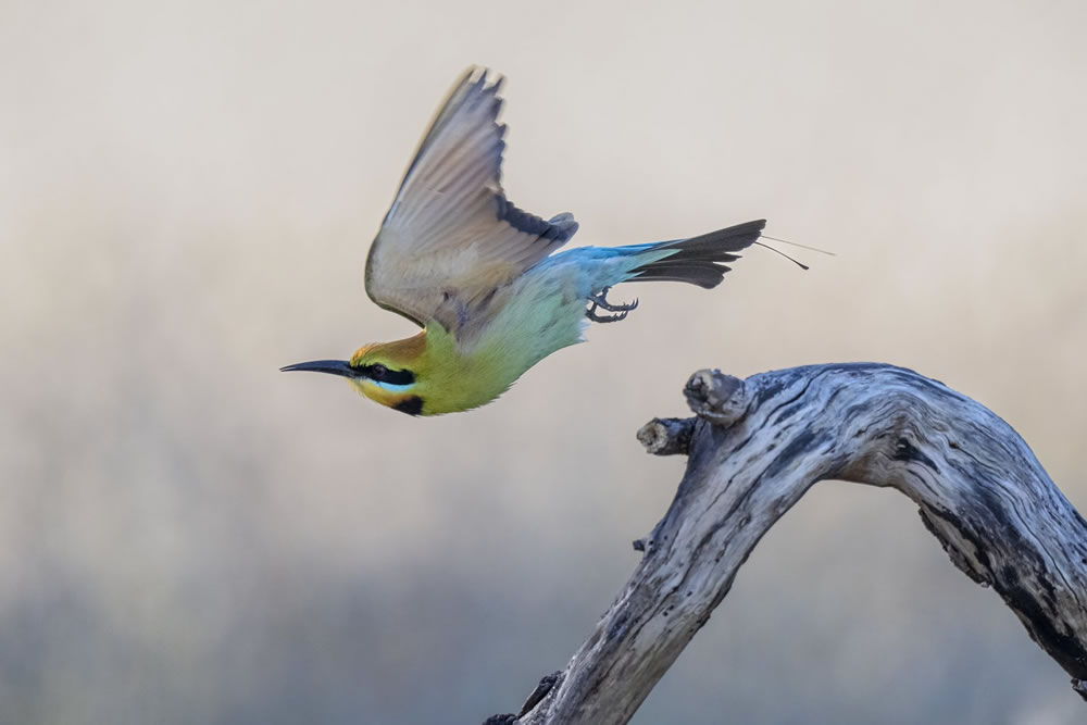 Birdlife Australia Photography Awards 2023 Winners