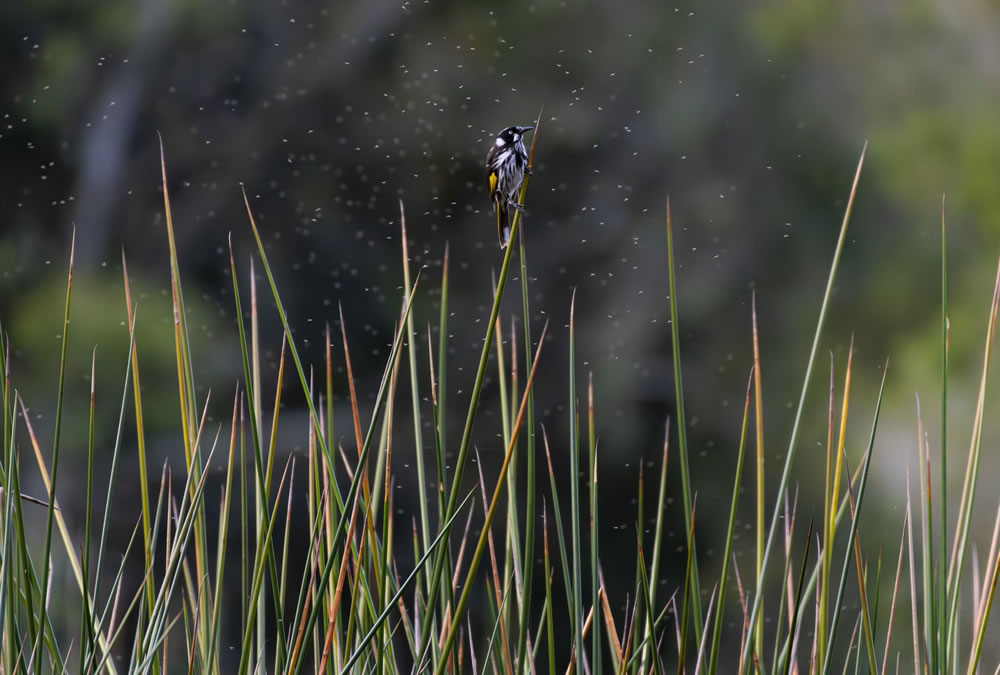 Birdlife Australia Photography Awards 2023 Winners