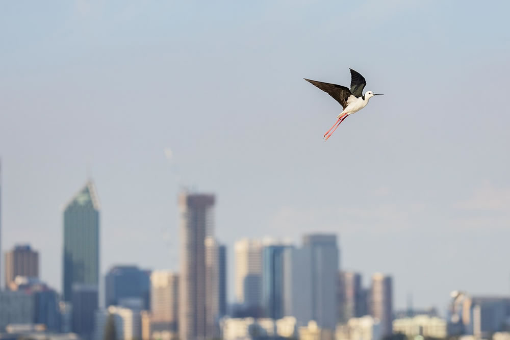 Birdlife Australia Photography Awards 2023 Winners