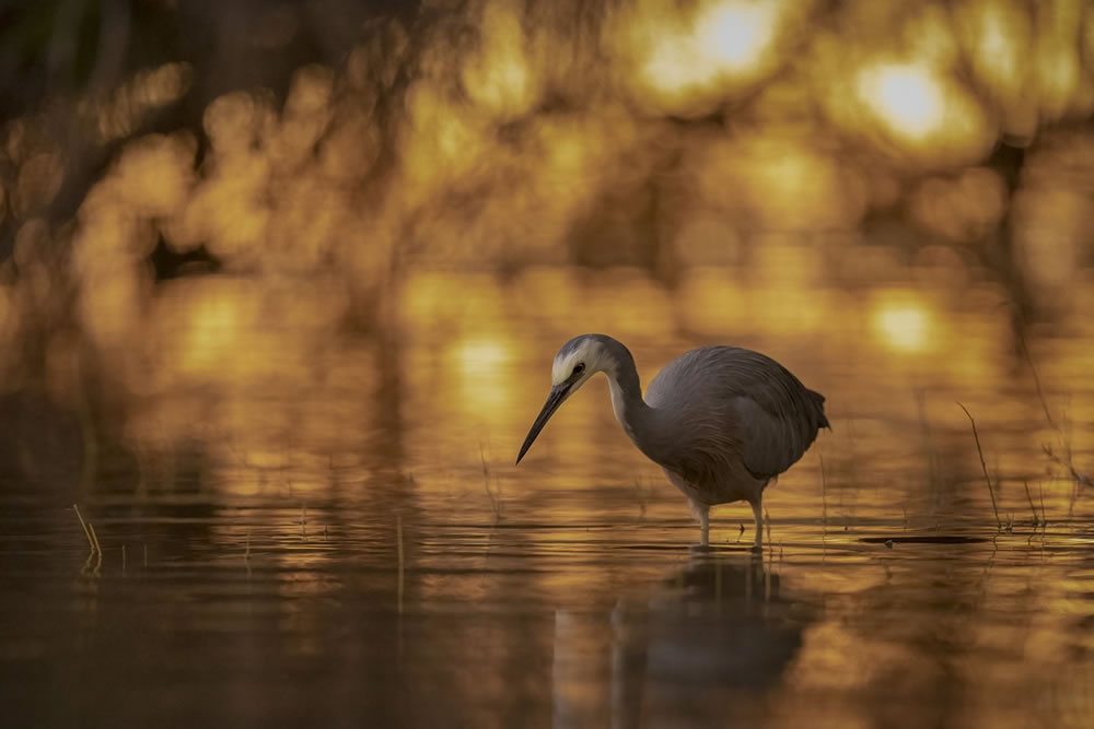 Birdlife Australia Photography Awards 2023 Winners