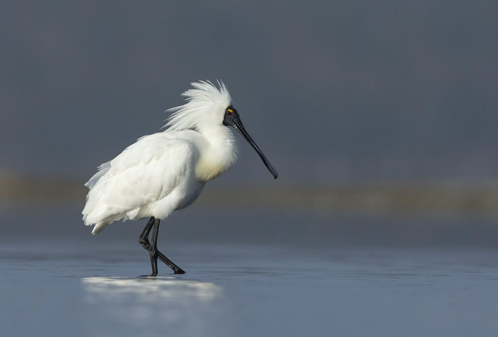 Birdlife Australia Photography Awards 2023 Winners