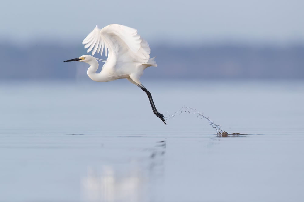 Birdlife Australia Photography Awards 2023 Winners