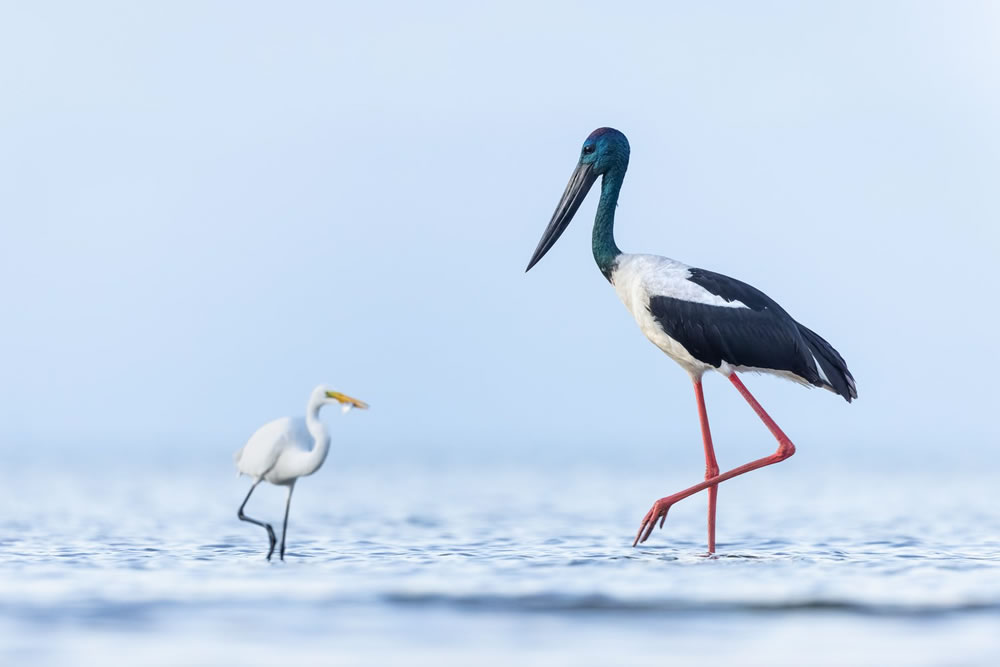 Birdlife Australia Photography Awards 2023 Winners