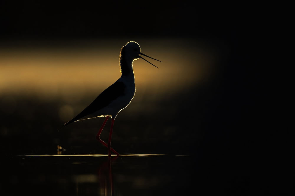 Birdlife Australia Photography Awards 2023 Winners