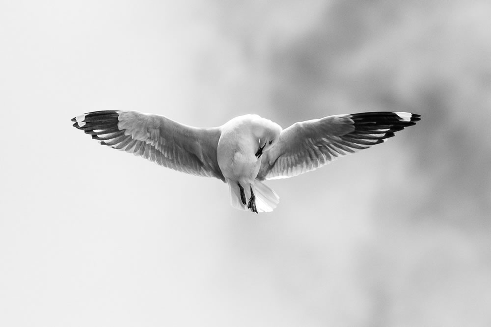 Birdlife Australia Photography Awards 2023 Winners