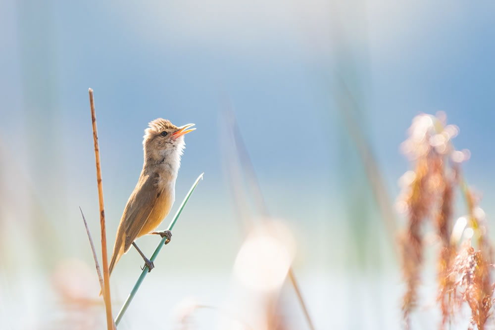 Birdlife Australia Photography Awards 2023 Winners