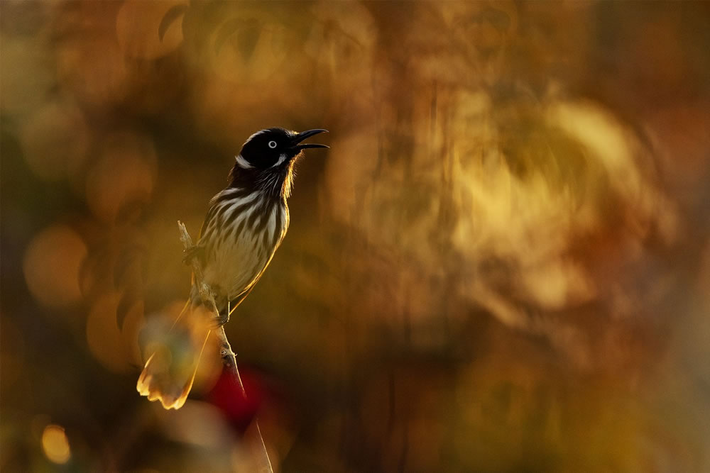 Birdlife Australia Photography Awards 2023 Winners