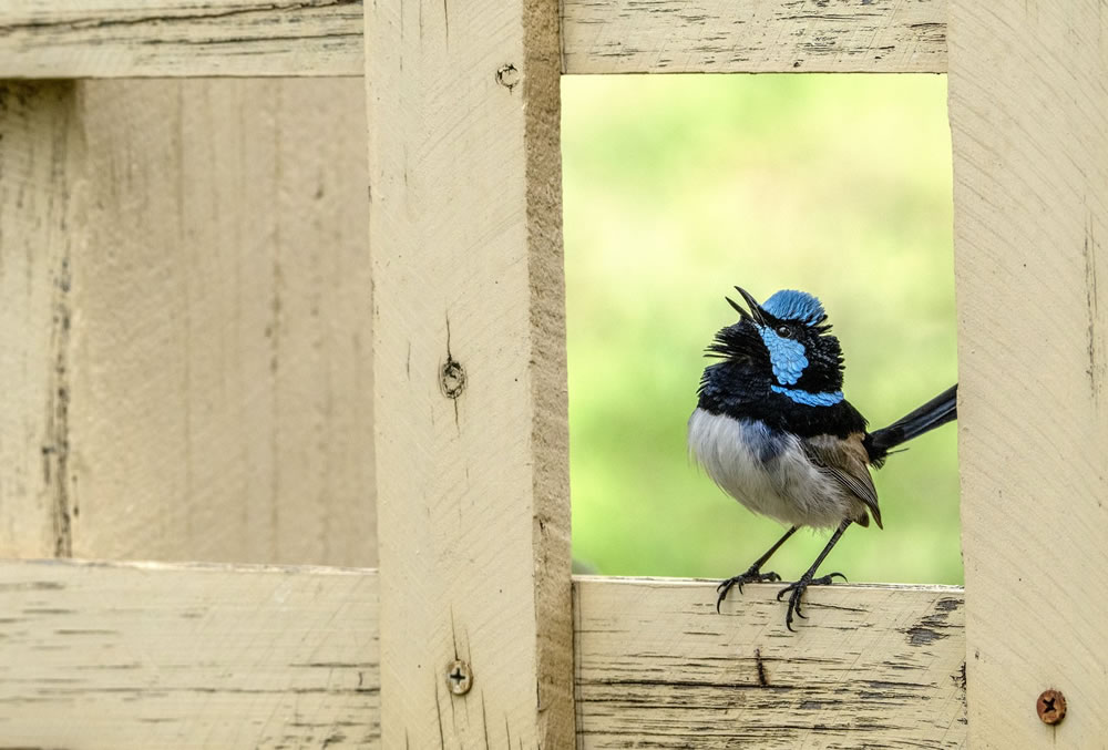 Birdlife Australia Photography Awards 2023 Winners