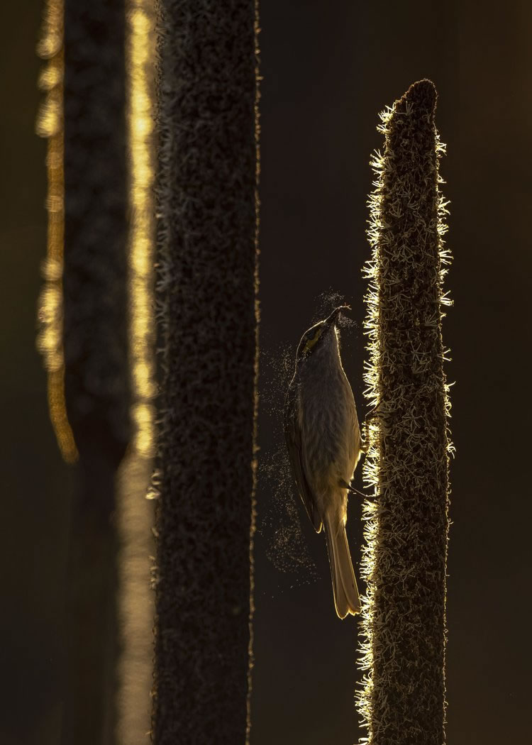 Birdlife Australia Photography Awards 2023 Winners