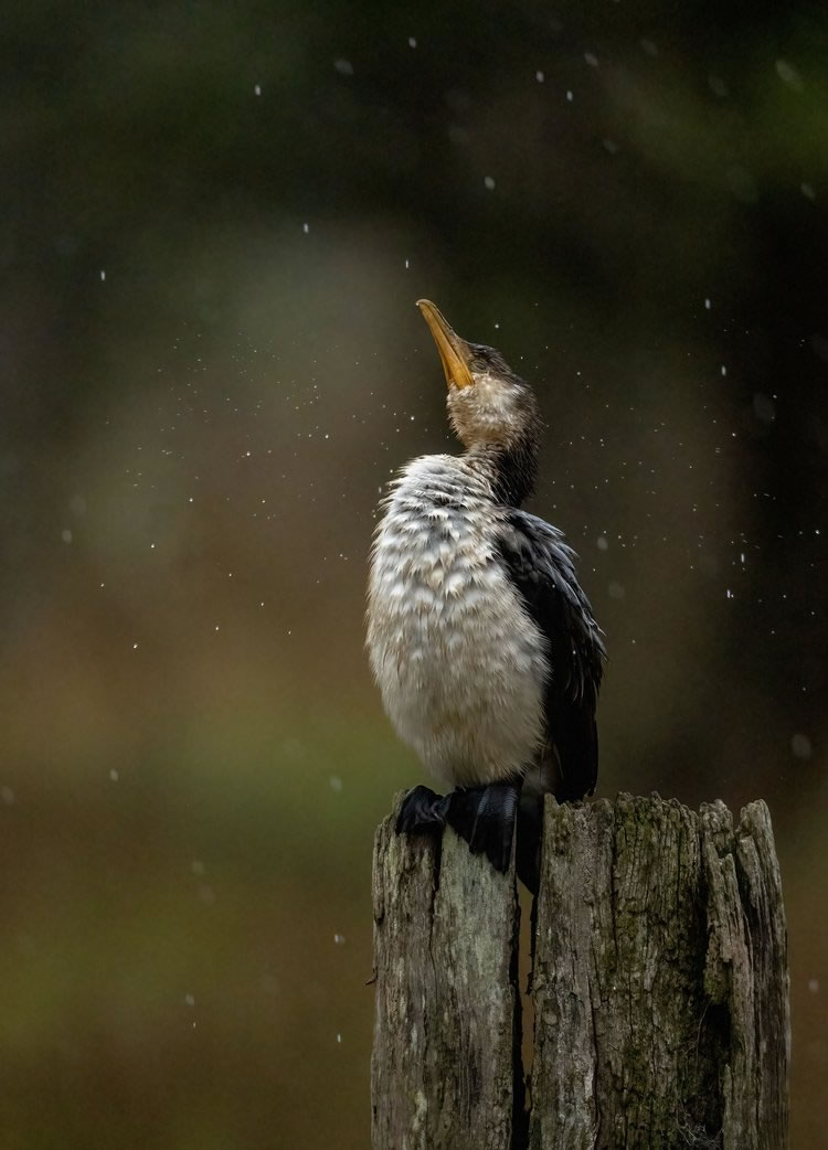 Birdlife Australia Photography Awards 2023 Winners