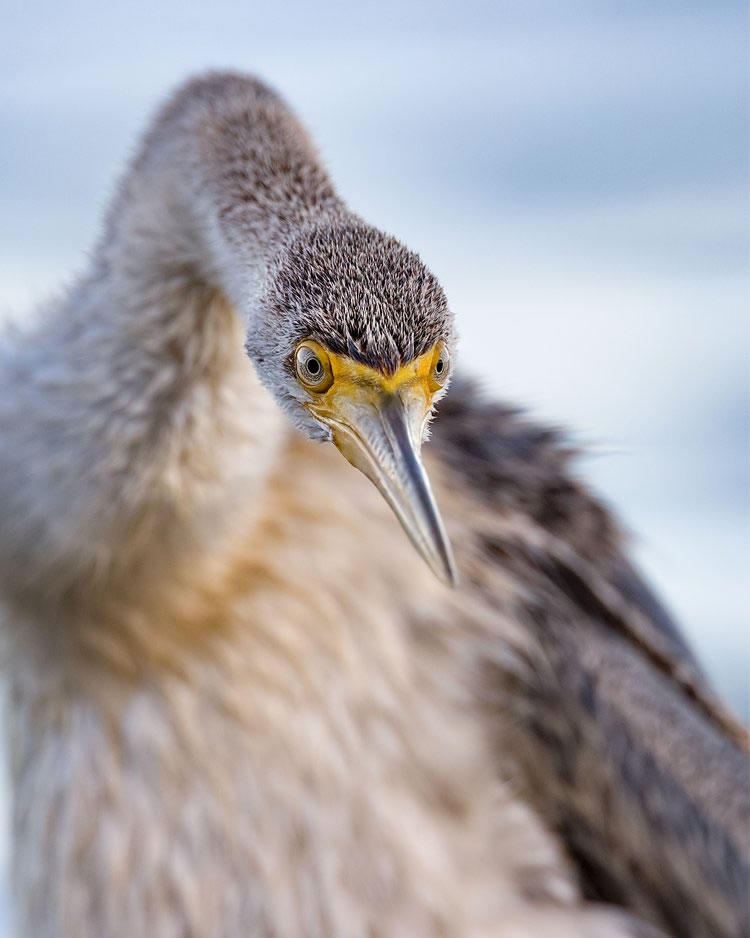 Birdlife Australia Photography Awards 2023 Winners