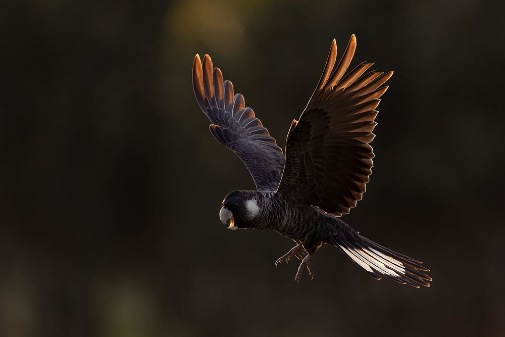 Birdlife Australia Photography Awards 2023 Winners