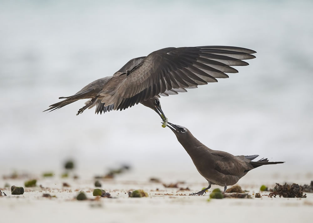 Birdlife Australia Photography Awards 2023 Winners