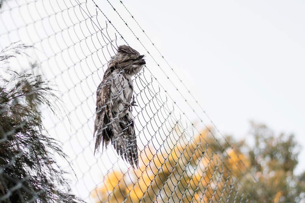 Birdlife Australia Photography Awards 2023 Winners