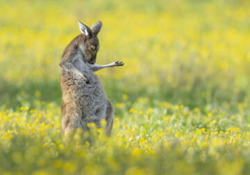 Comedy Wildlife Photography Awards 2023 Winners