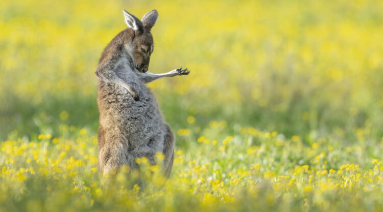 Comedy Wildlife Photography Awards 2023 Winners