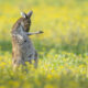 Comedy Wildlife Photography Awards 2023 Winners