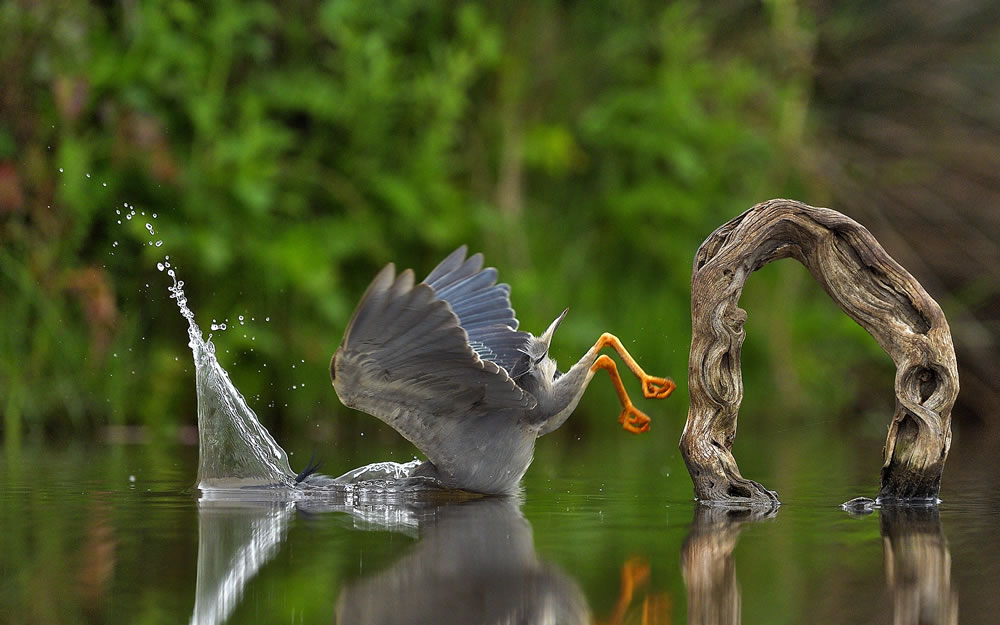 Comedy Wildlife Photography Awards 2023 Winners