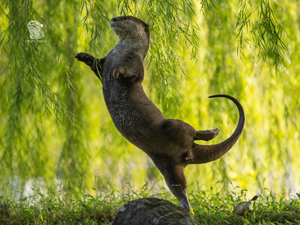 Comedy Wildlife Photography Awards 2023 Winners