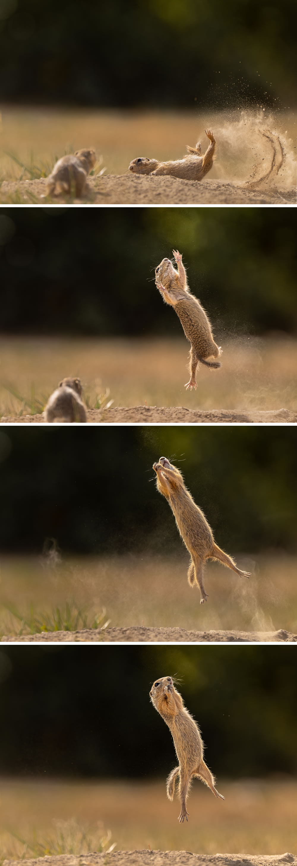 Comedy Wildlife Photography Awards 2023 Winners