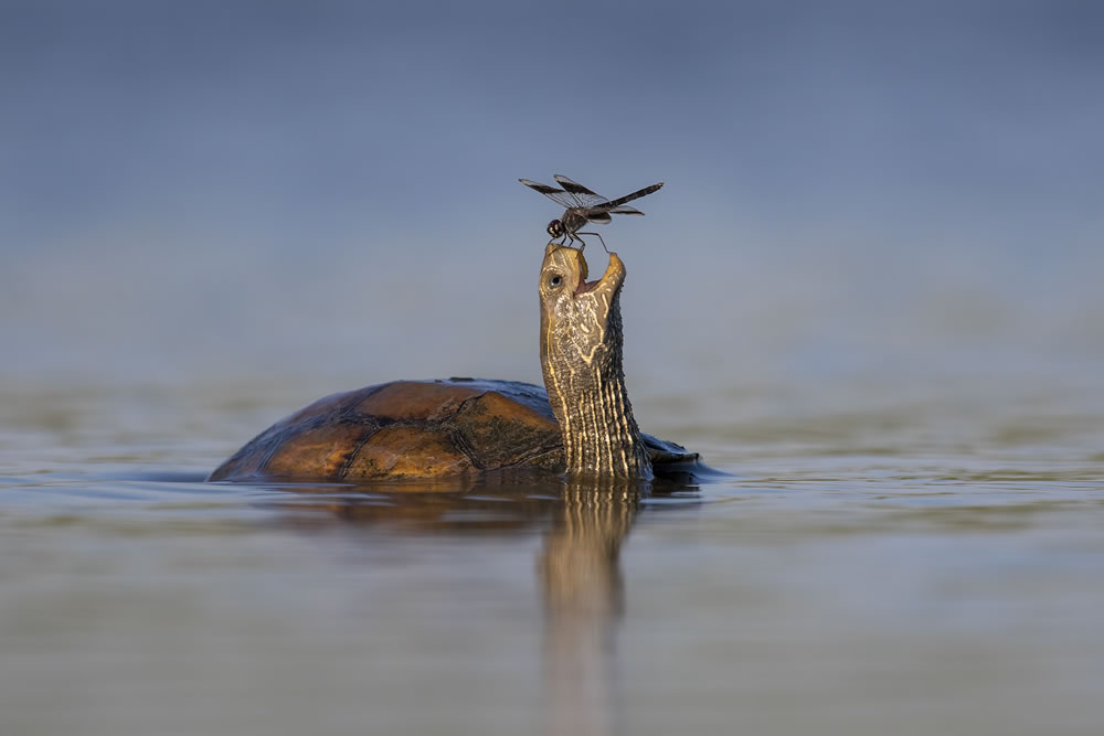 Best Photos From Comedy Wildlife Photography Awards