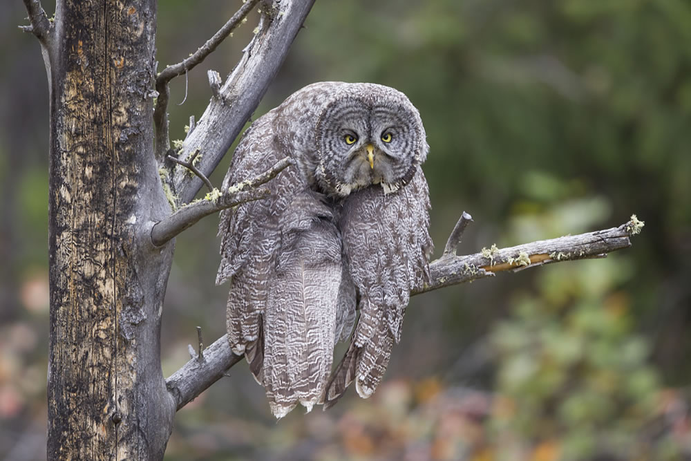 Comedy Wildlife Photography Awards 2023 Winners