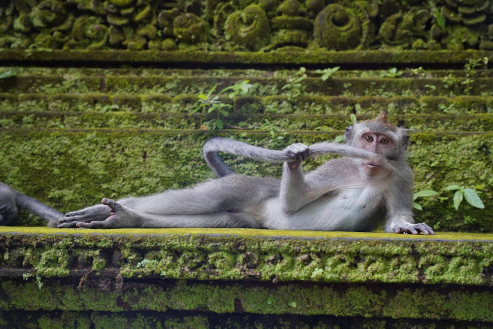 Comedy Wildlife Photography Awards 2023 Winners