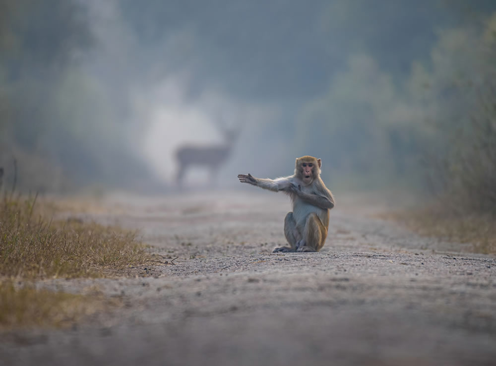 Comedy Wildlife Photography Awards 2023 Winners