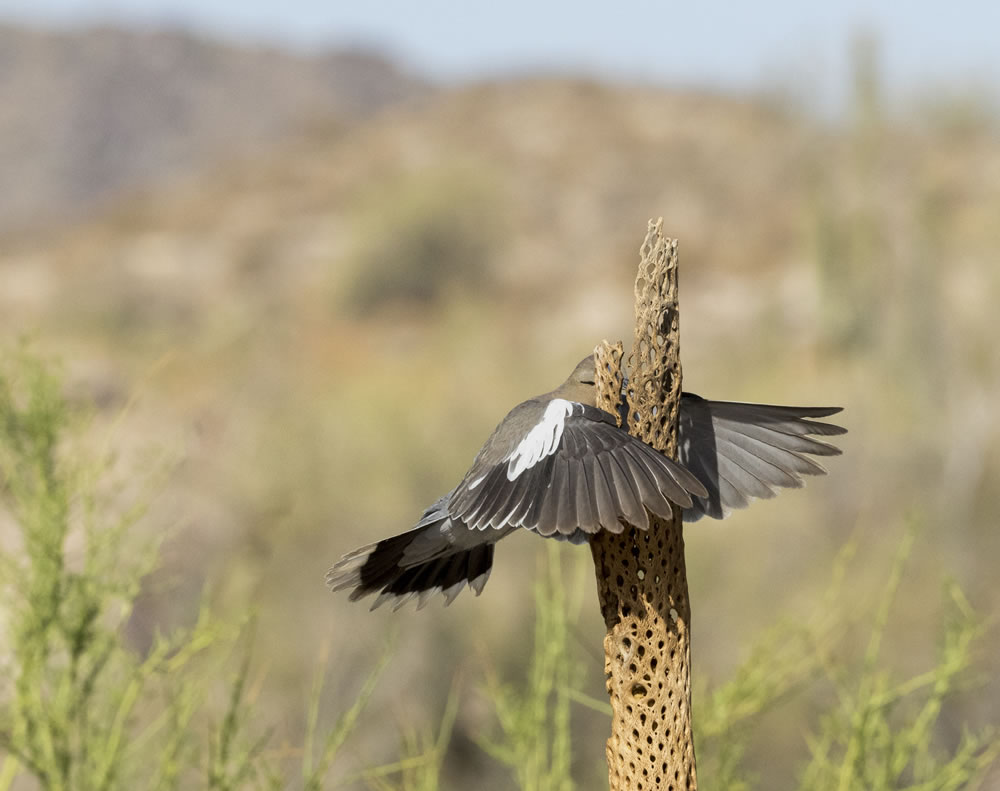 Comedy Wildlife Photography Awards 2023 Winners