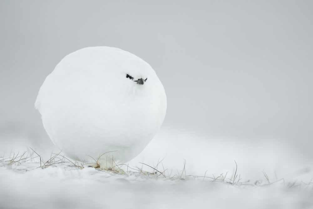 Comedy Wildlife Photography Awards 2023 Winners