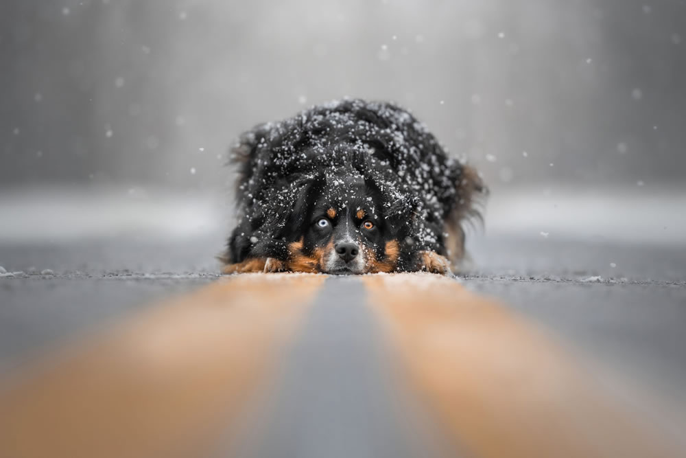 Dog Photographer of The Year 2023 Winners