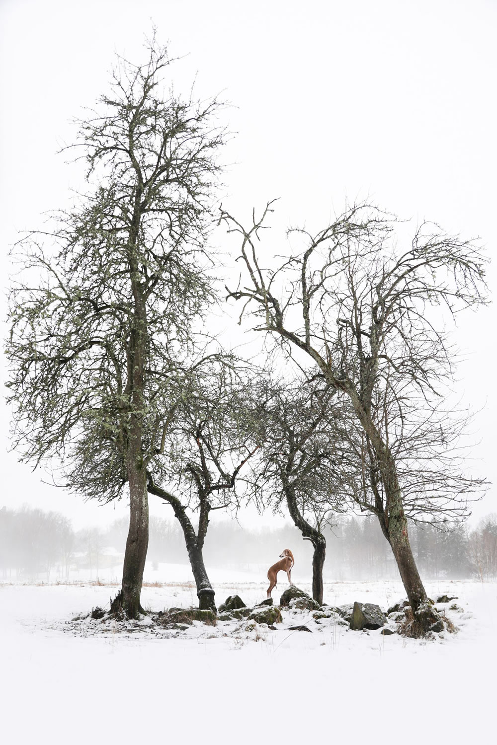 Dog Photographer of The Year 2023 Winners