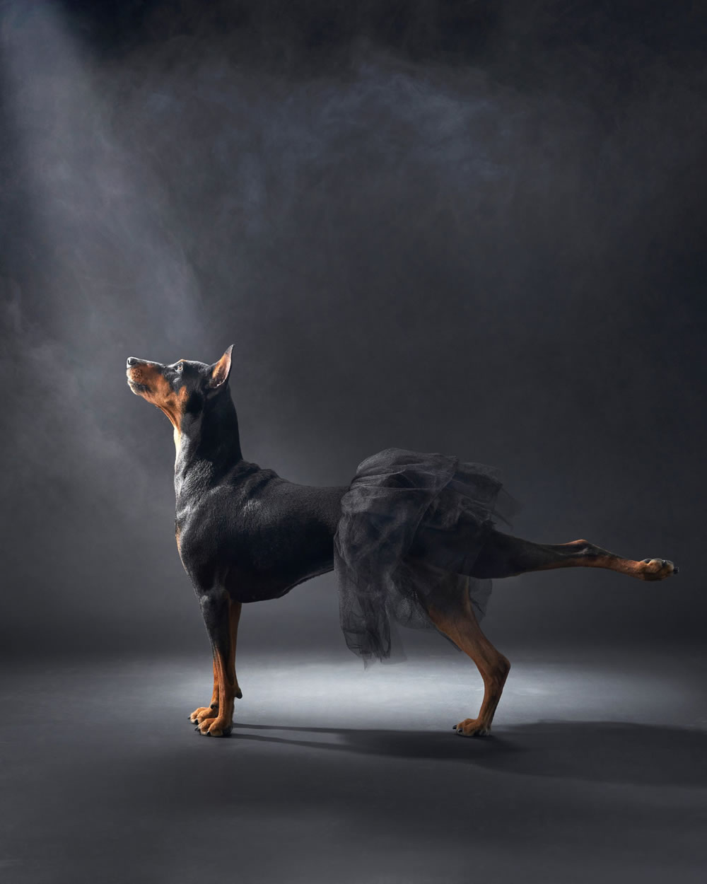 Dog Photographer of The Year 2023 Winners