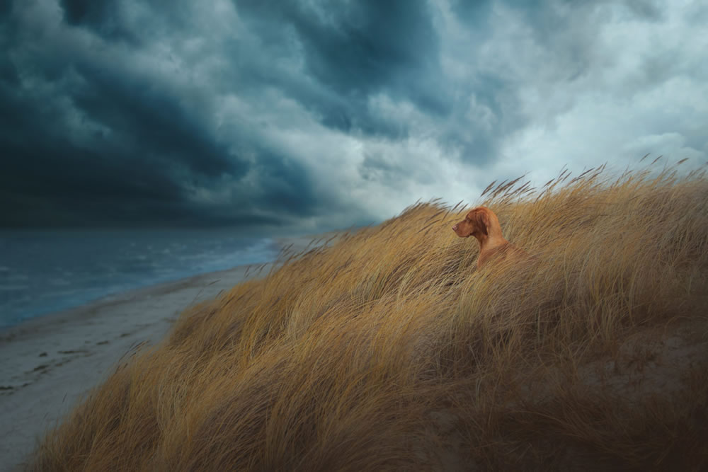 Dog Photographer of The Year 2023 Winners