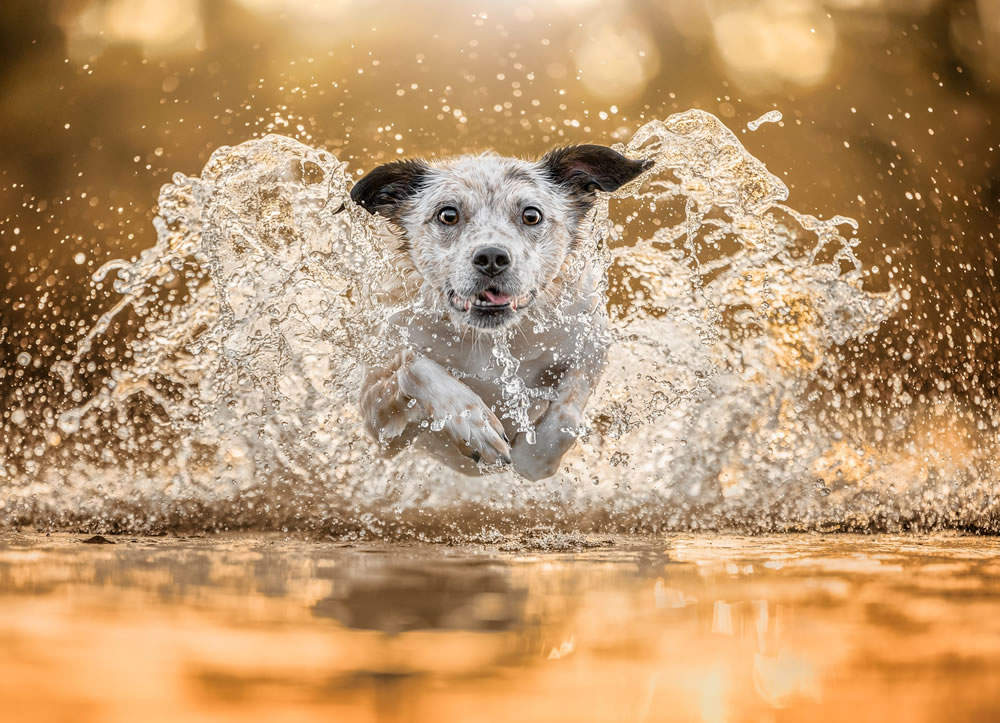 Dog Photographer of The Year 2023 Winners