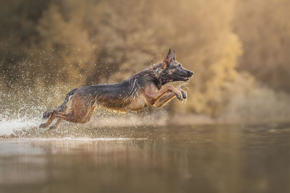 Dog Photographer of The Year 2023 Winners