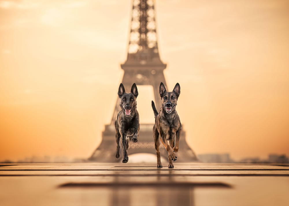 Dog Photographer of The Year 2023 Winners