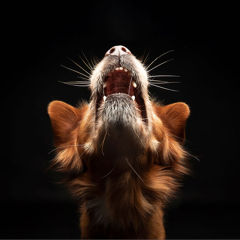 Dog Photographer of The Year 2023 Winners