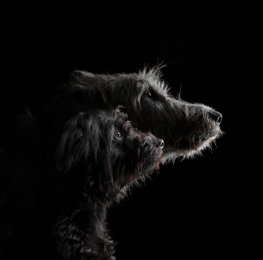 Dog Photographer of The Year 2023 Winners