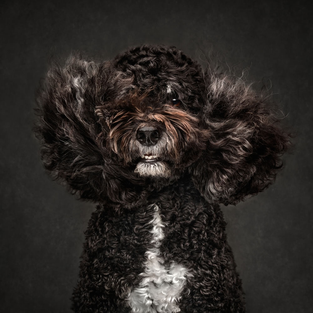 Dog Photographer of The Year 2023 Winners