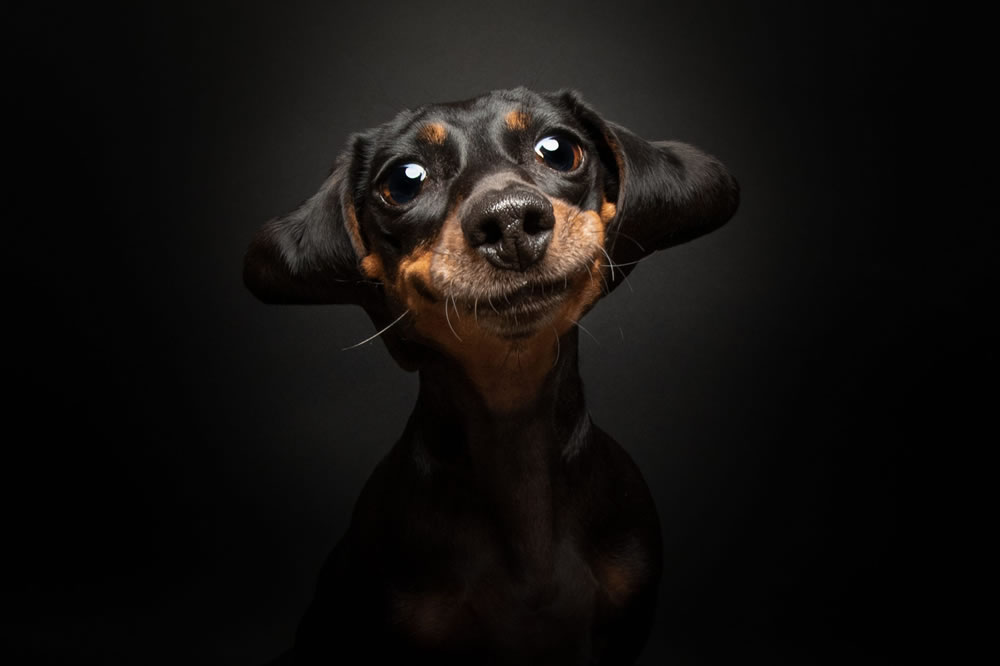 Dog Photographer of The Year 2023 Winners