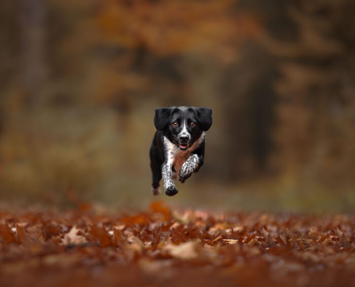 Dog Portraits In Colorful Harmony by Omica