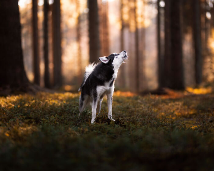 Dog Portraits In Colorful Harmony by Omica