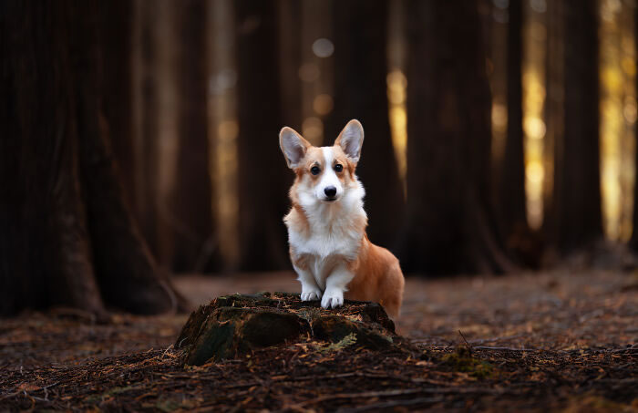 Dog Portraits In Colorful Harmony by Omica