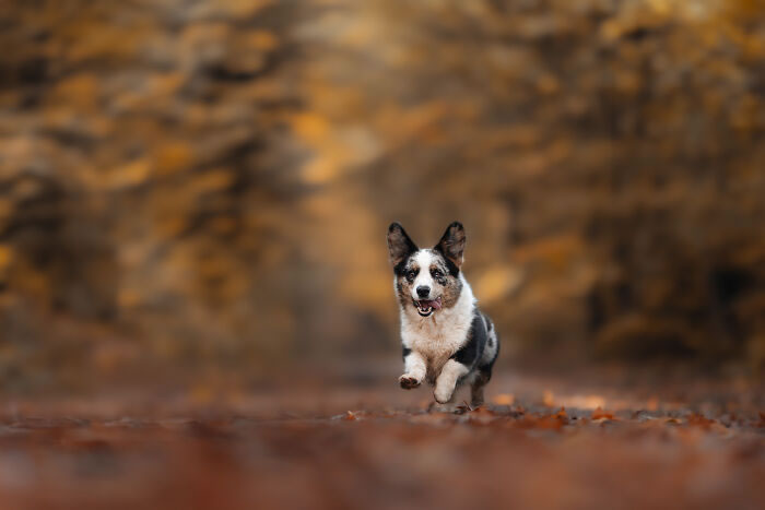 Dog Portraits In Colorful Harmony by Omica