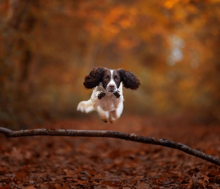 Dog Portraits In Colorful Harmony by Omica