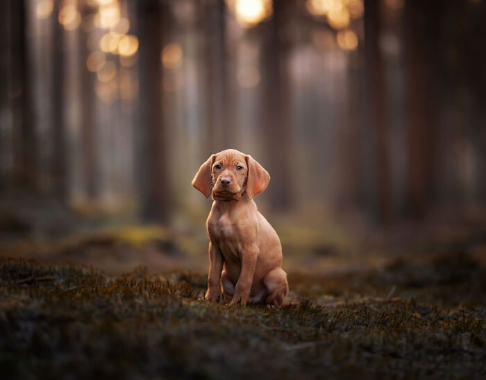 Dog Portraits In Colorful Harmony by Omica