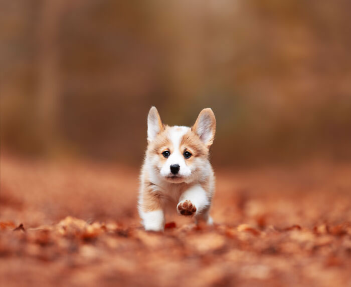 Dog Portraits In Colorful Harmony by Omica