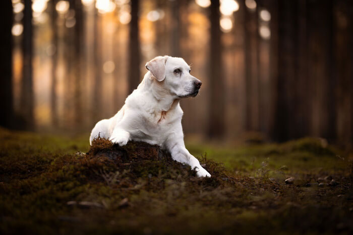 Dog Portraits In Colorful Harmony by Omica